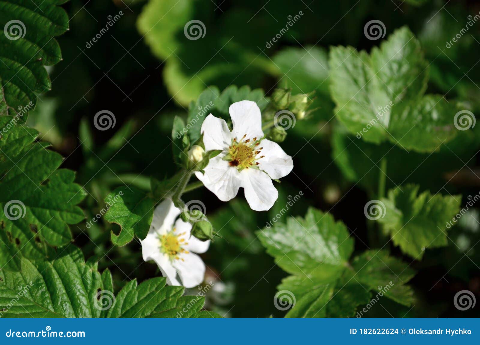Strawberry White Flower Blooming in May Stock Photo Image of leaf