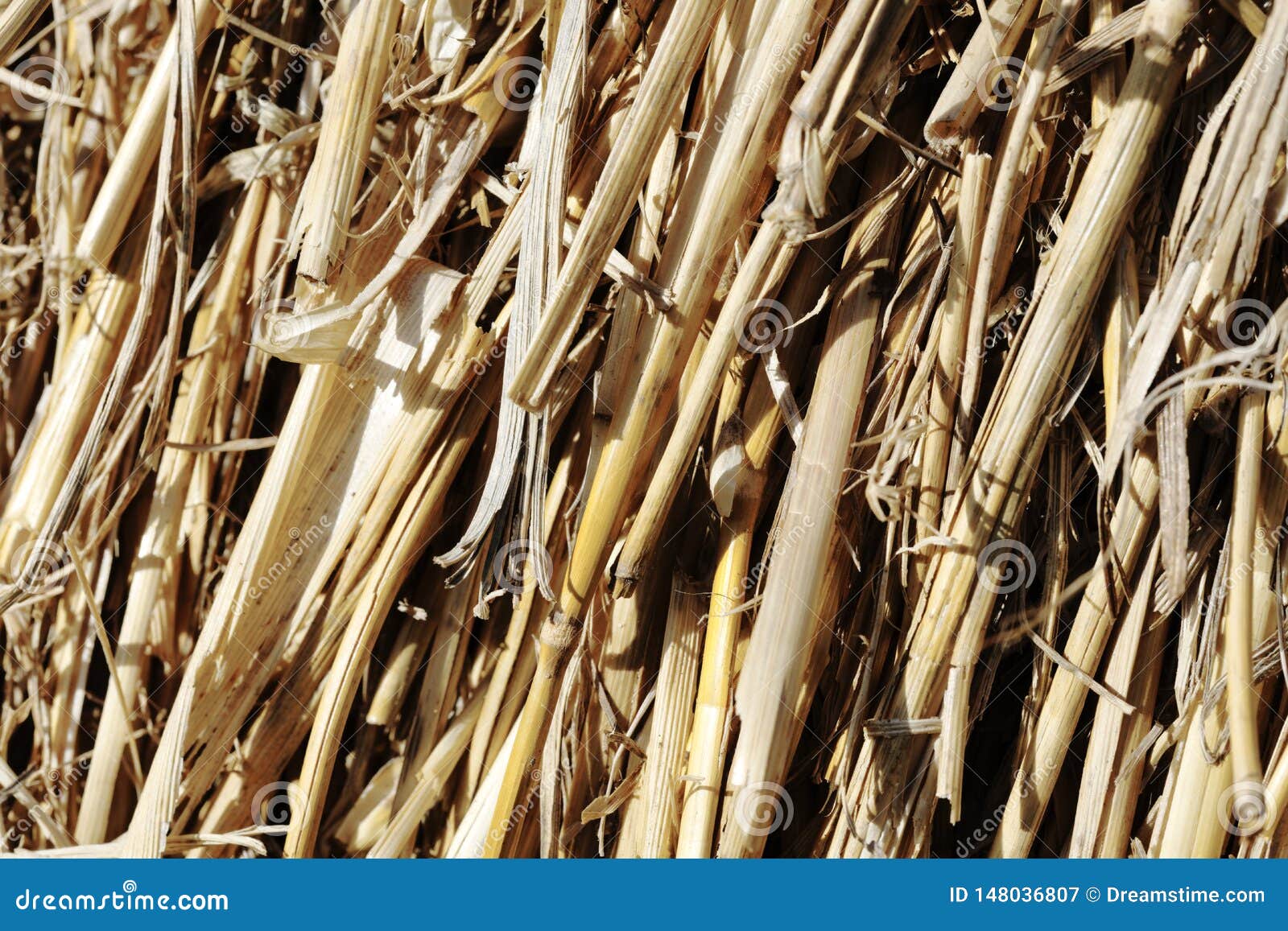 Straws in a hay bale stock image. Image of paglia, straw 148036807