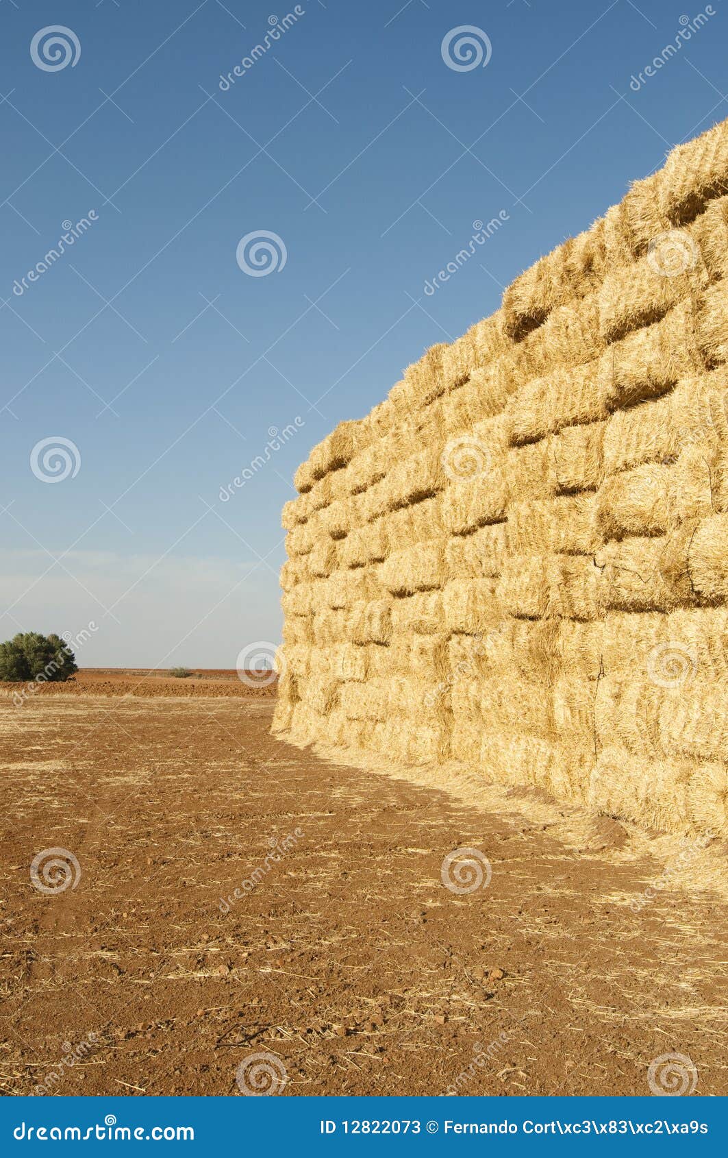 Straws of Hay, Grain Crop Field Stock Image Image of plain, farm