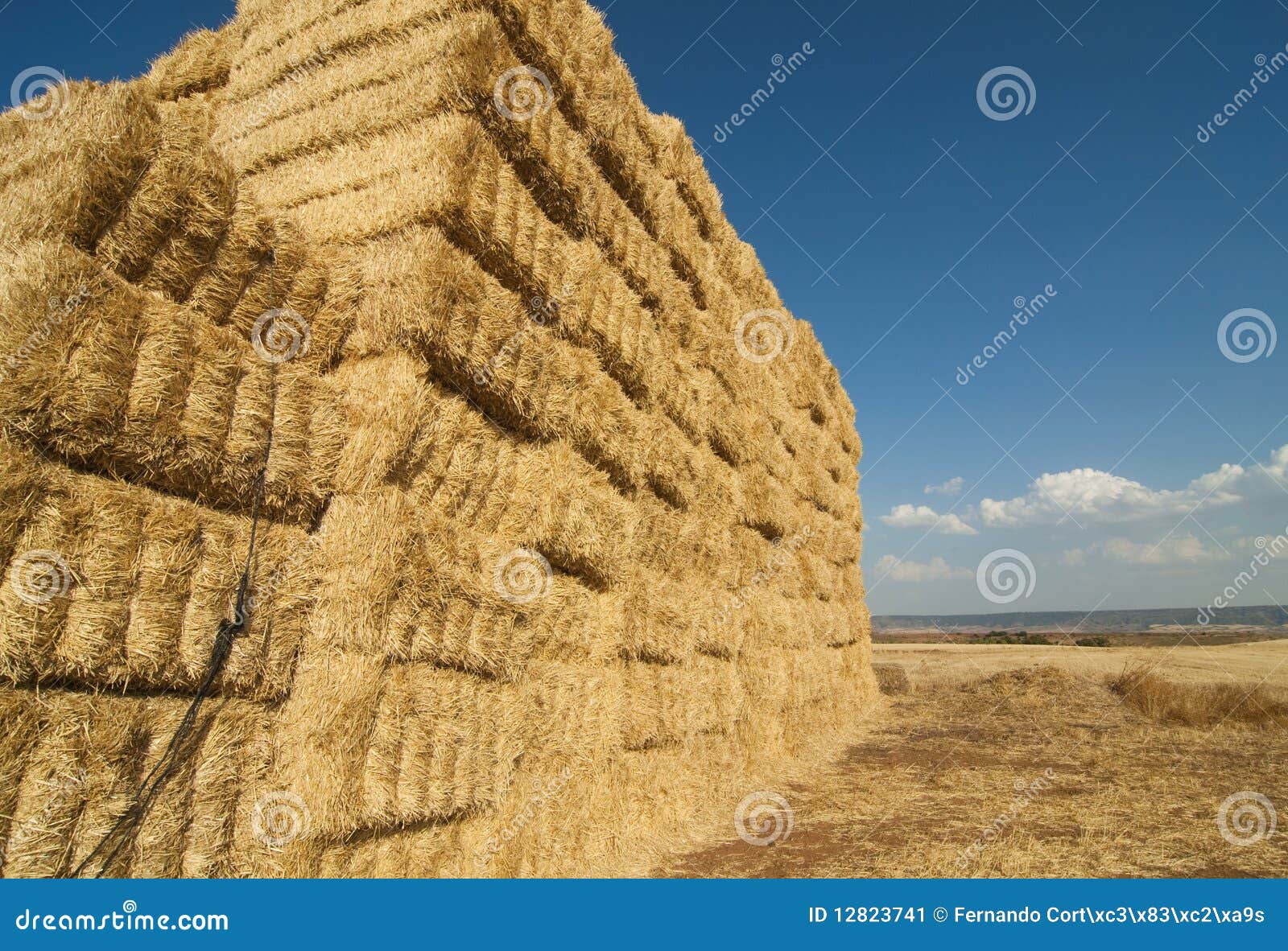 Straws of Hay, Grain Crop Field Stock Image Image of rural, plant