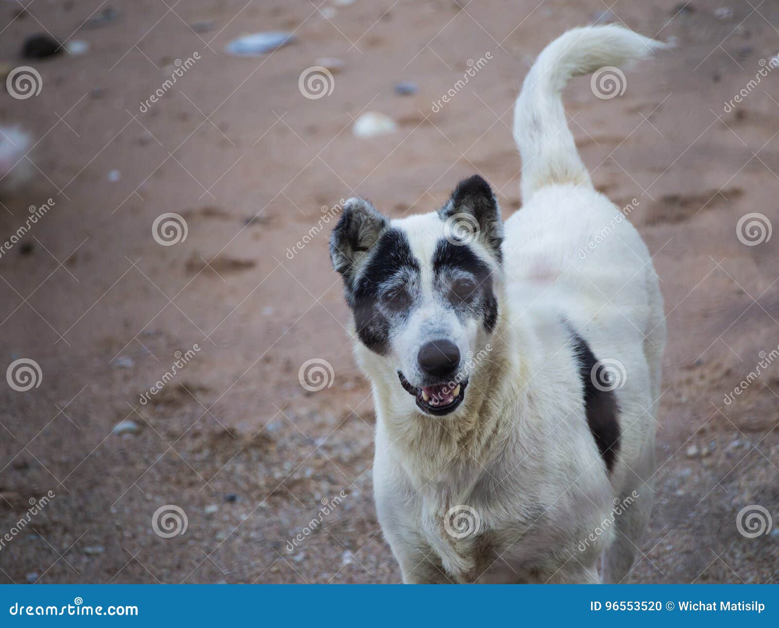 Stray Beach Dog Look Like a Panda Face Stock Photo Image of cute