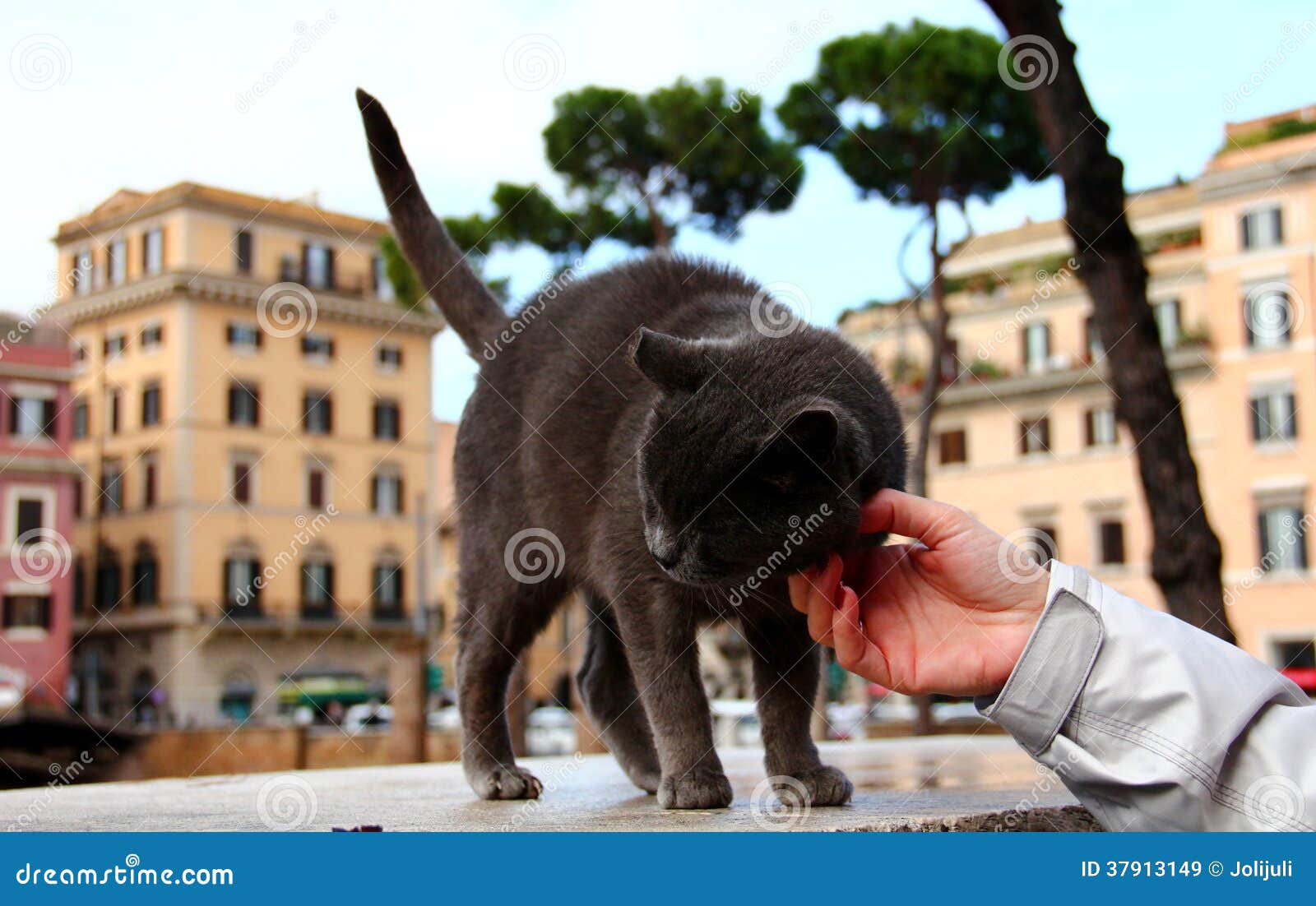 Stray cat stock image. Image of warm, caressing, italy 37913149