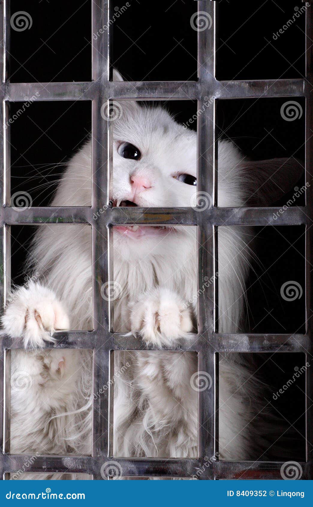 stray cat in cages.