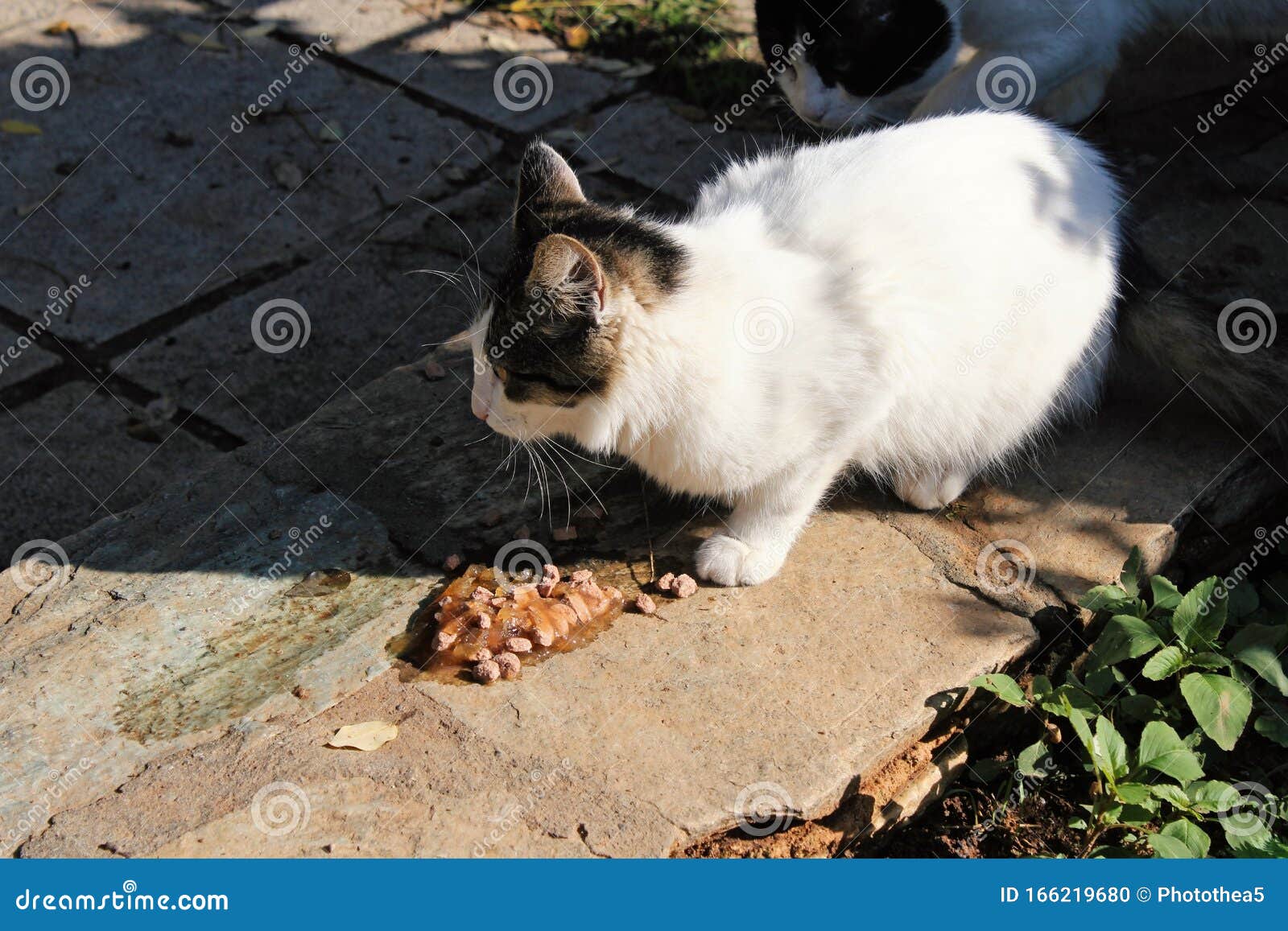 Stray Cat Eating Dry Cat Food Stock Photo Image of ground, furry