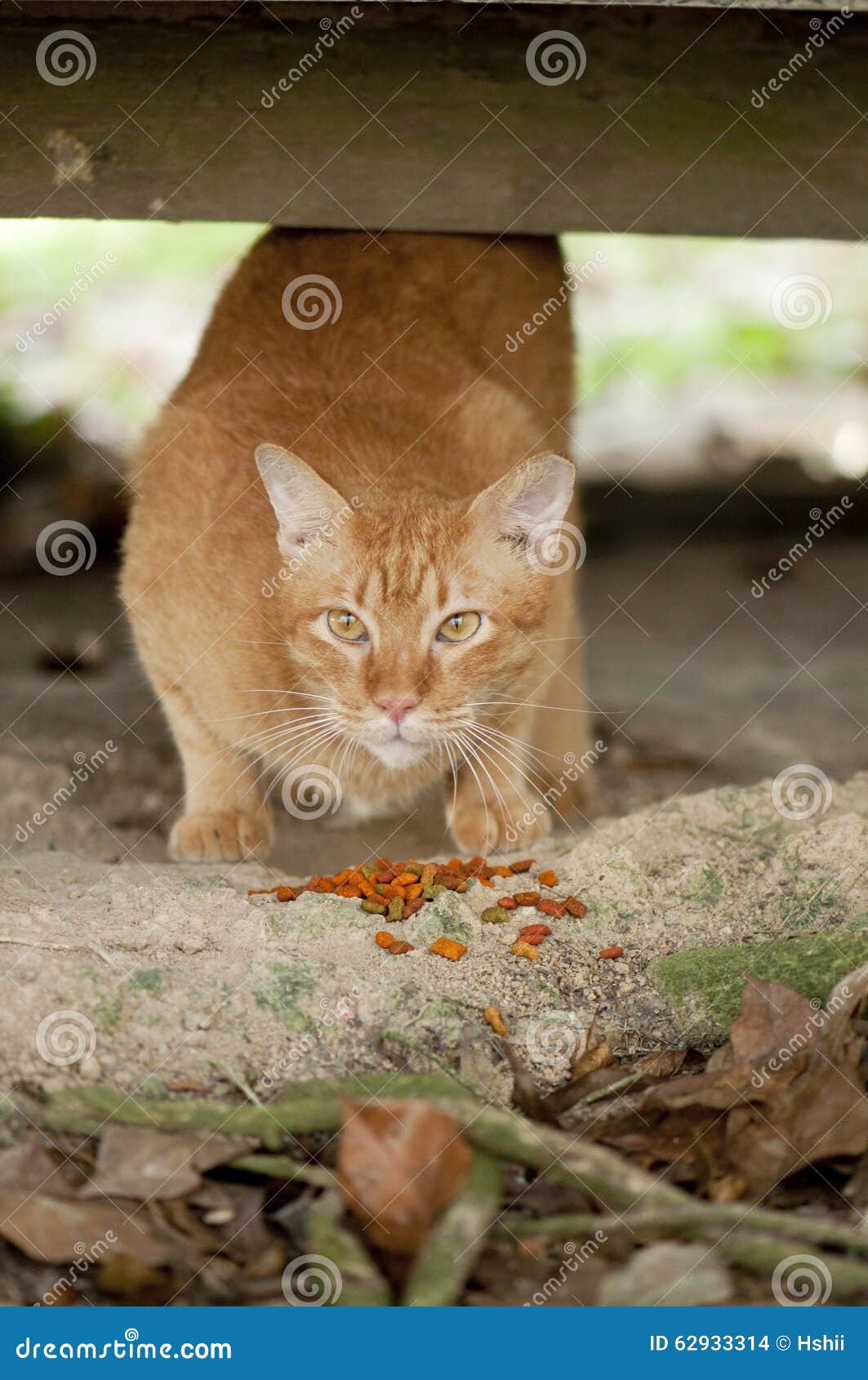 Stray Cat and food stock photo. Image of abandoned, feed 62933314