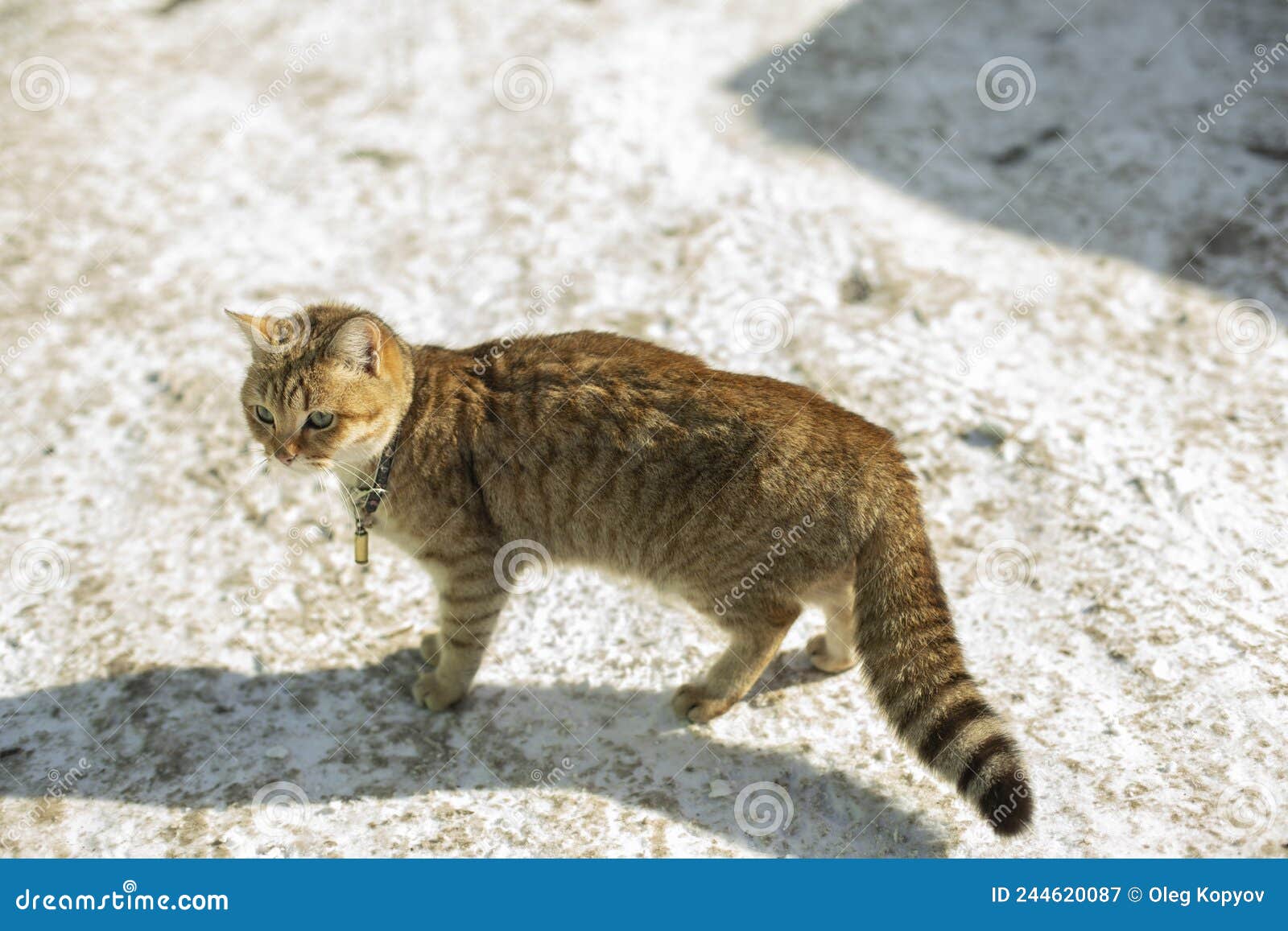 Stray Cat Outside in Winter. Pet without Owner Stock Image Image of