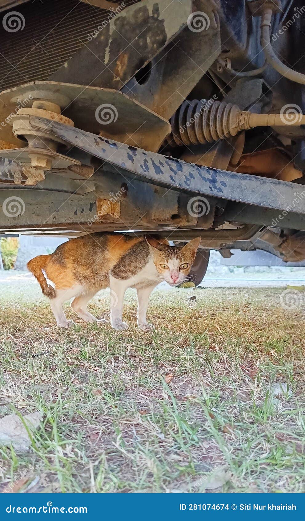 A Stray Cat Playing Under a Car Parked in the Yard Stock Photo Image