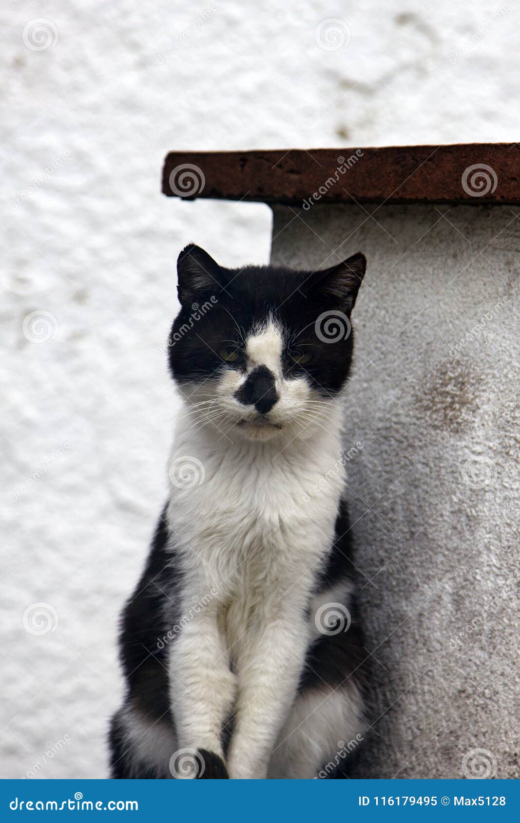 skinny black and white cat