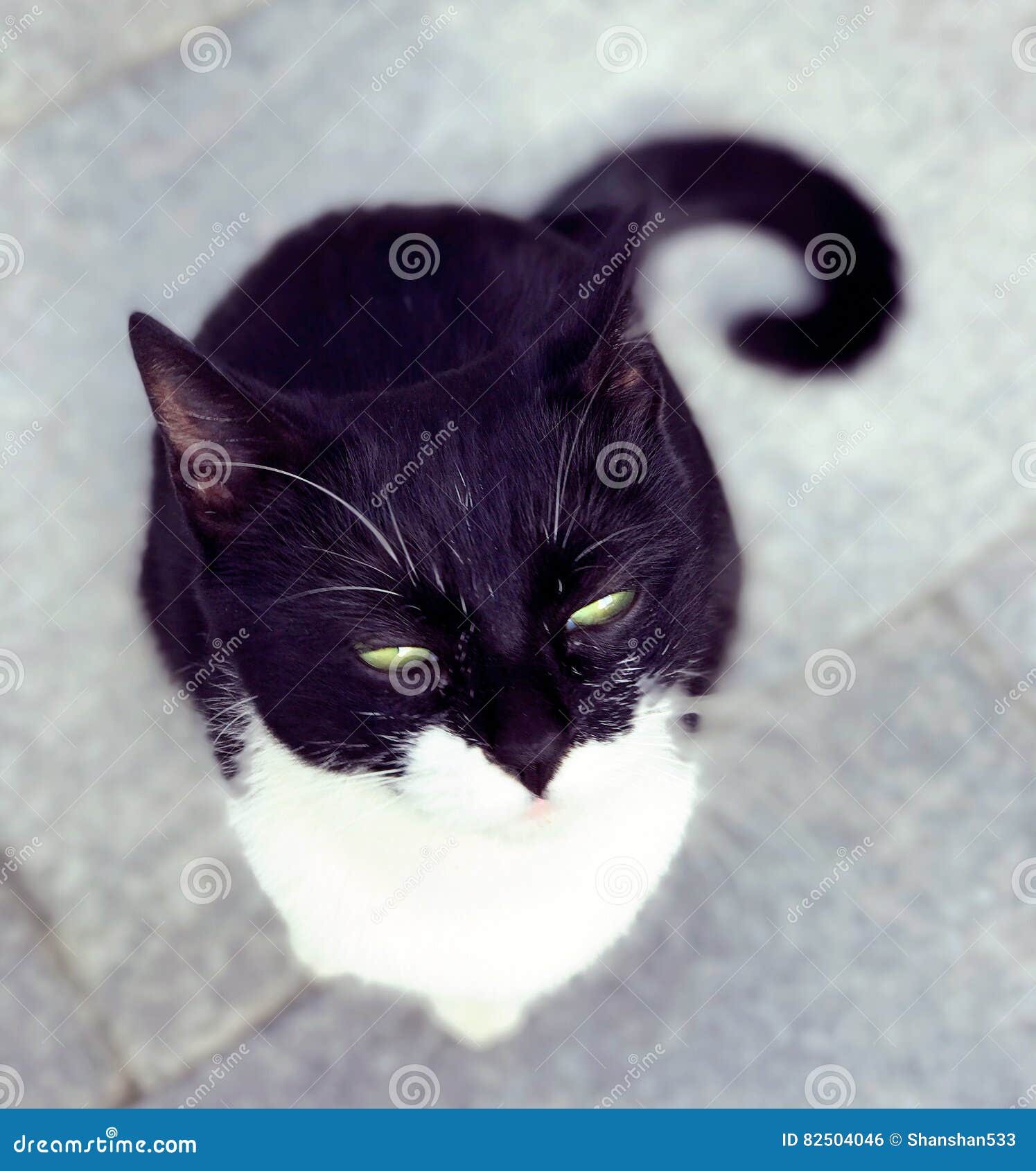 Stray cat staring. A cute stray black and white cat staring on the ground in Shanghai China.