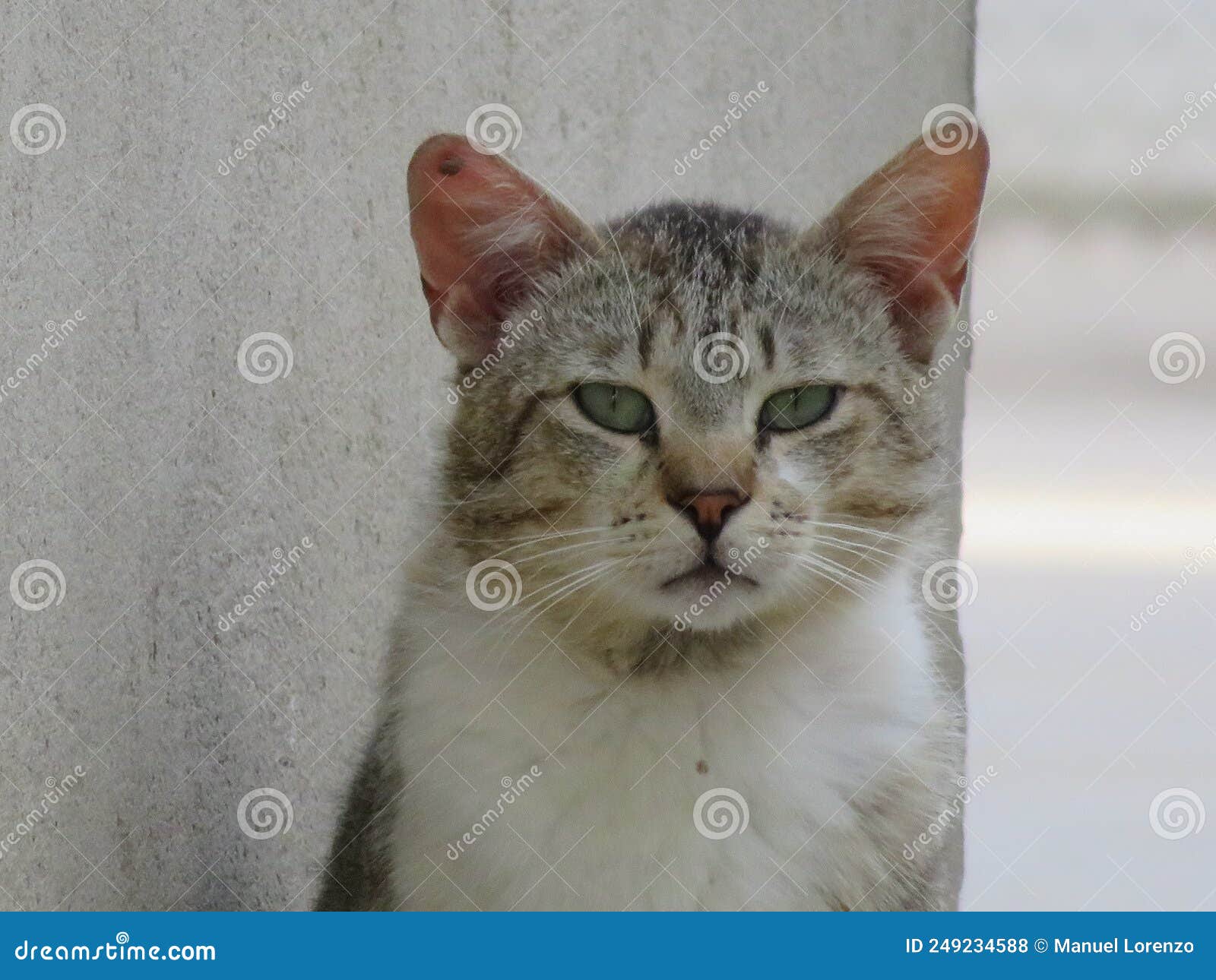 stray cat with ticks abandoned to its fate solitude