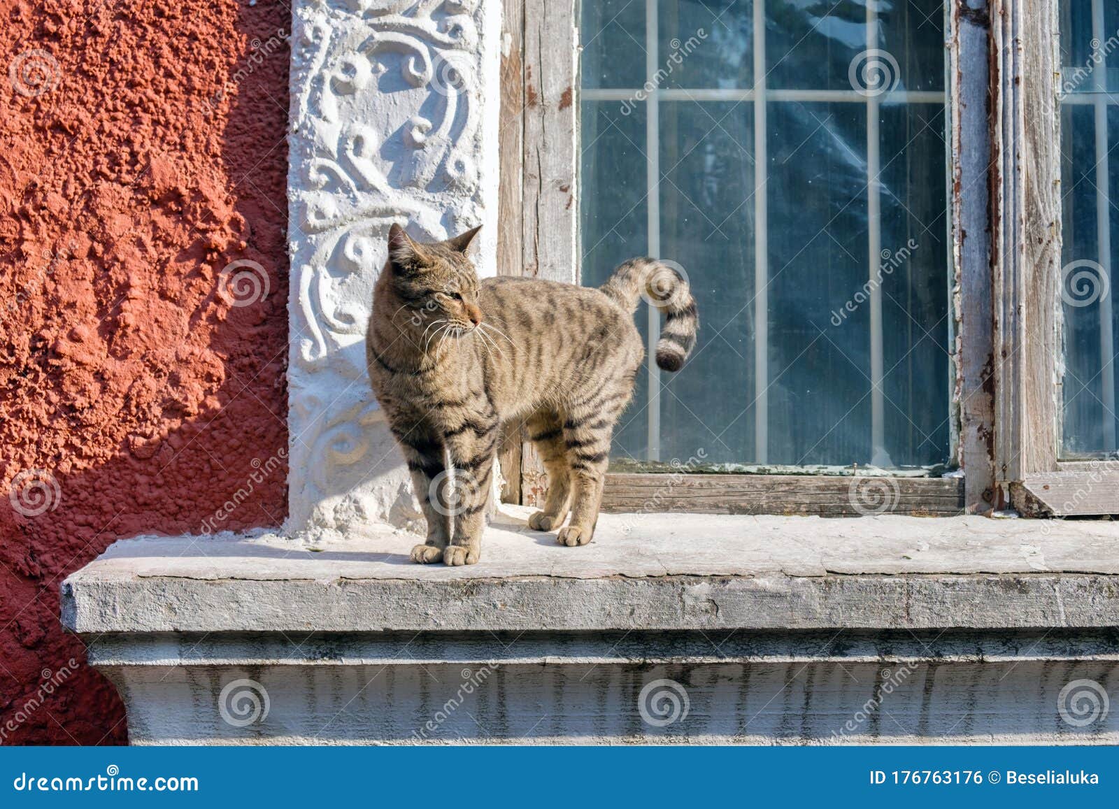 cat wandering around neighborhood