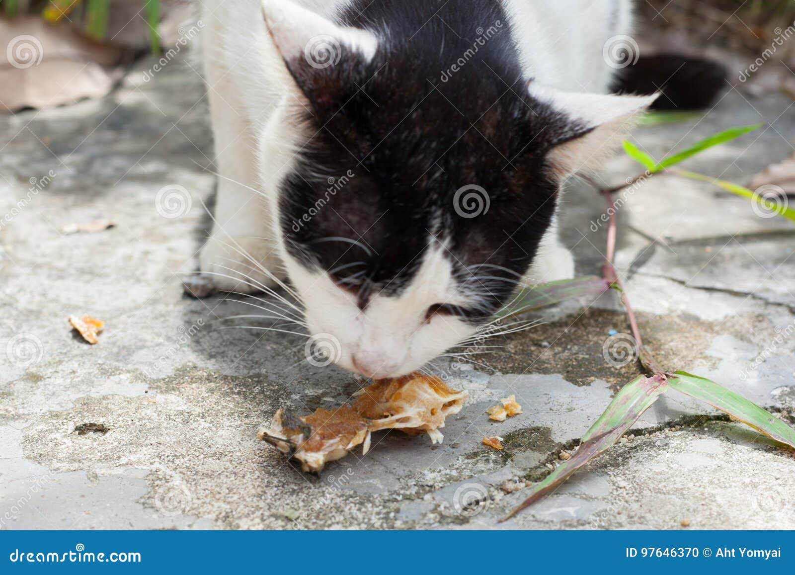 stray cats eat fish bones stray cats eat fish bones south thailand 97646370