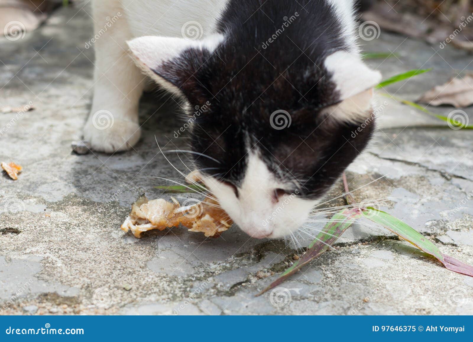 stray cats eat fish bones stray cats eat fish bones south thailand 97646375