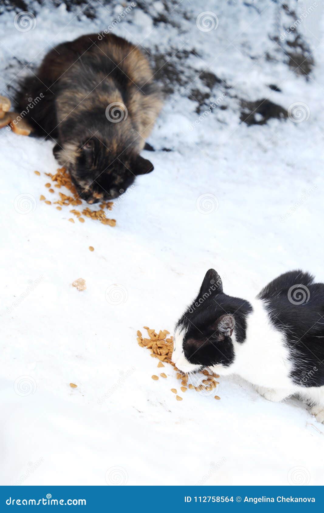 Stray Cats Eat On The Street Food In Winter Stock Photo Image of