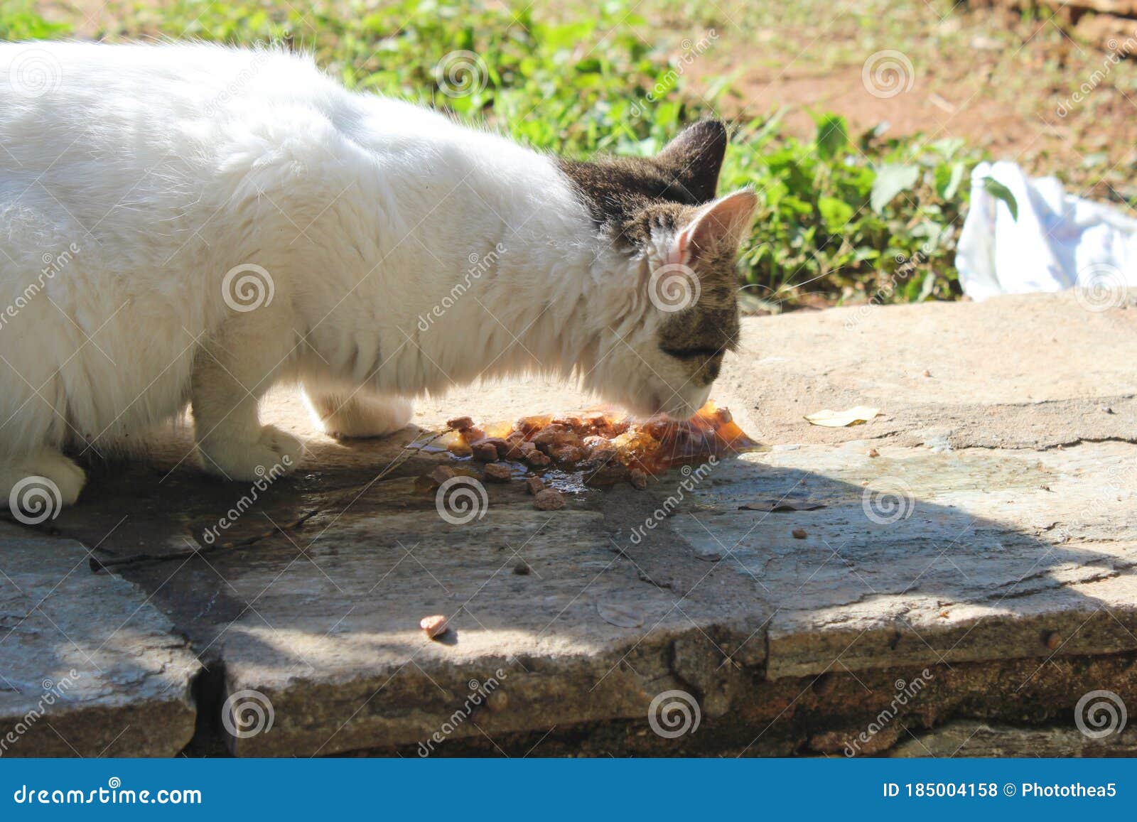 Stray Homeless Cat In Snow Cold Winter Outdoors Eat Food Stock Photo