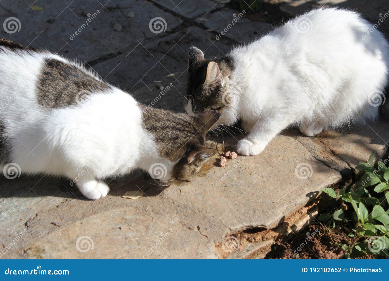 Stray cats eating cat food stock photo. Image of homeless 192102652