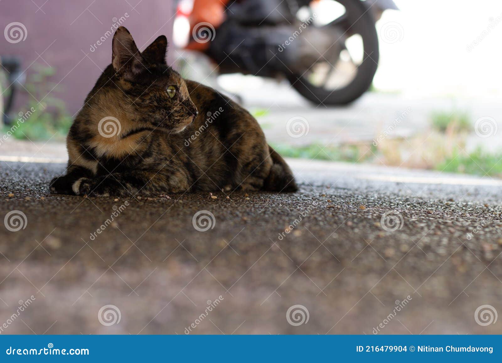 Stray Cats Hide Under the Car Looking for Warmth in Cold Weather (Concept is in Danger Stock