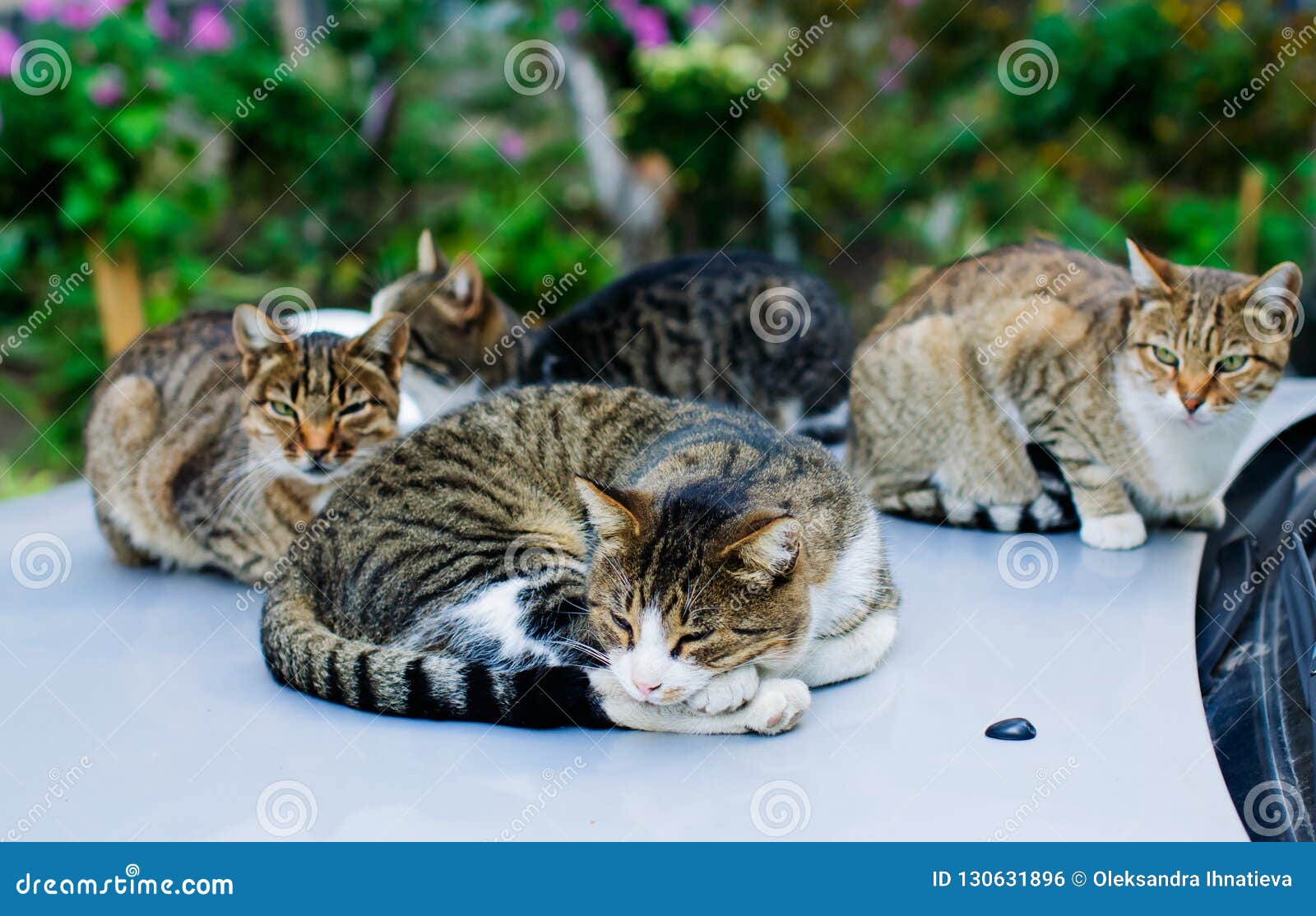Stray Cats Sleeping On The Car Stock Photo Image Of Relaxation Domestic 130631896