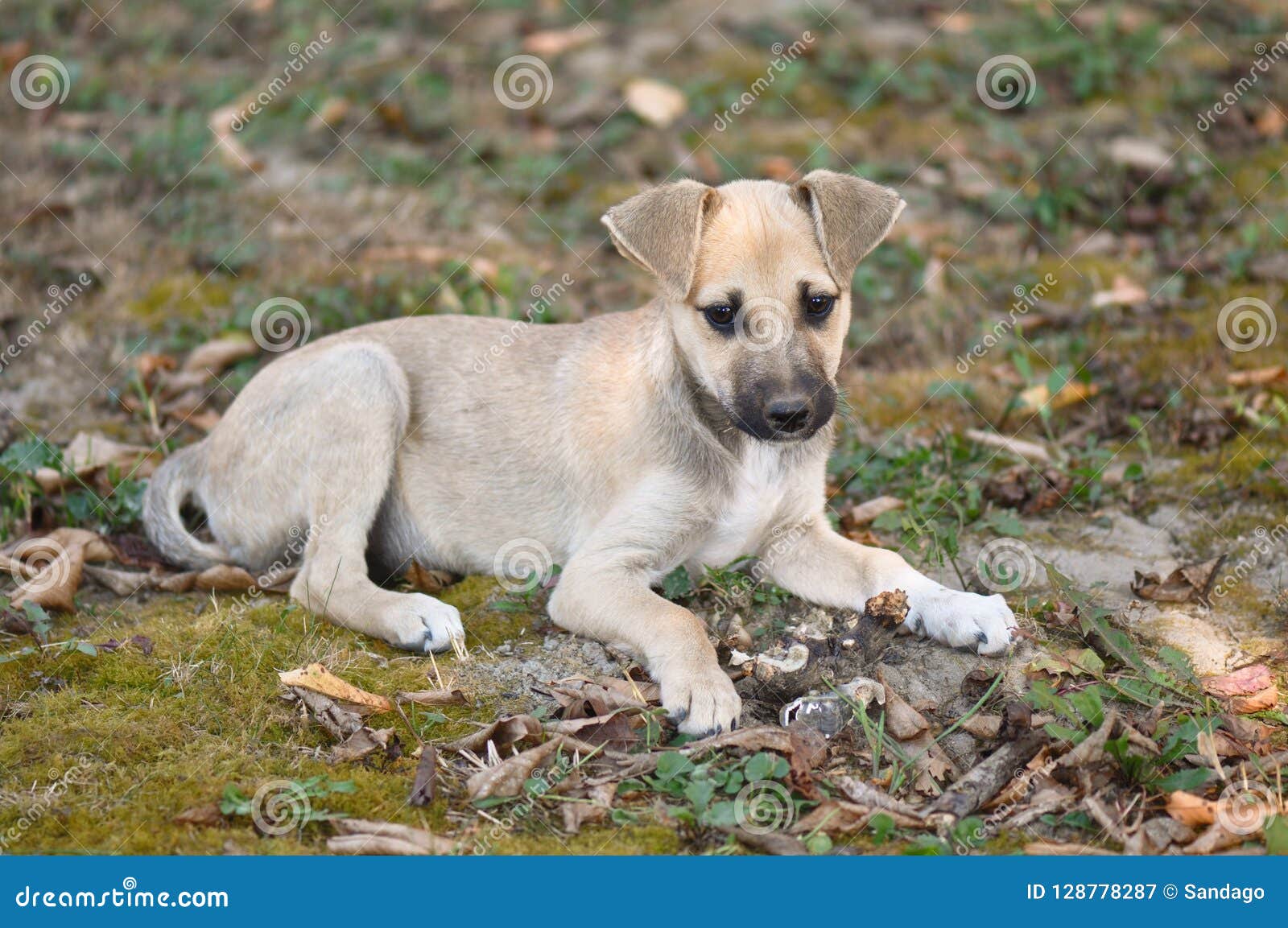 beautiful street dog