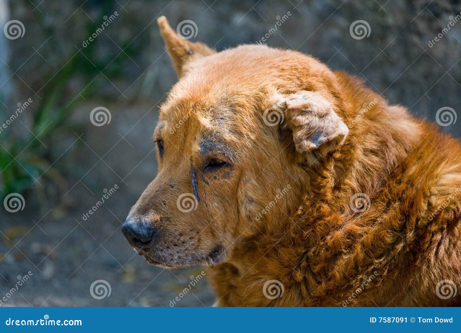 Stray dog with bent ear stock image. Image of furred, mammal 7587091