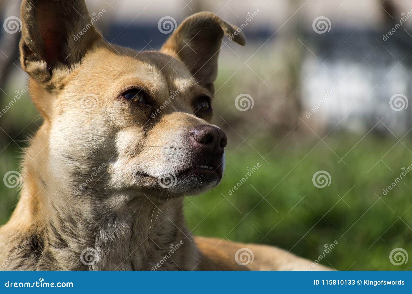 Caramel kitten doggy