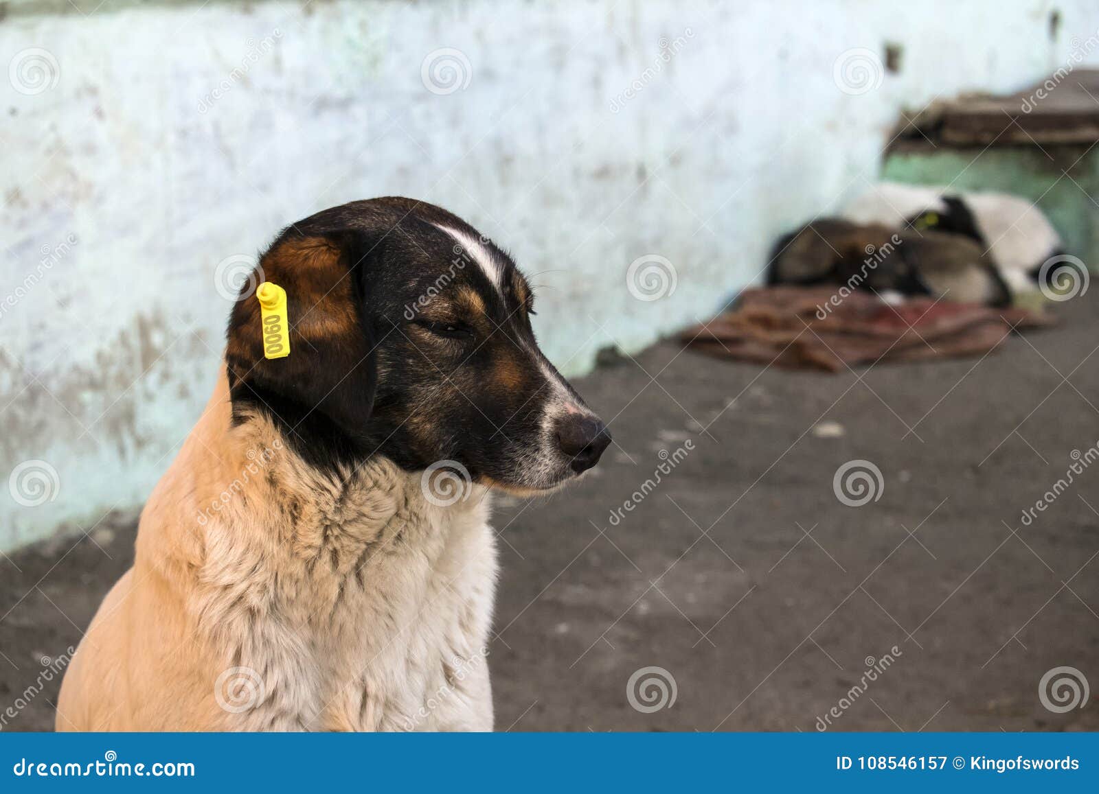 Stray Dog with a Chip in the Ear Editorial Photography Image of cold, marked 108546157