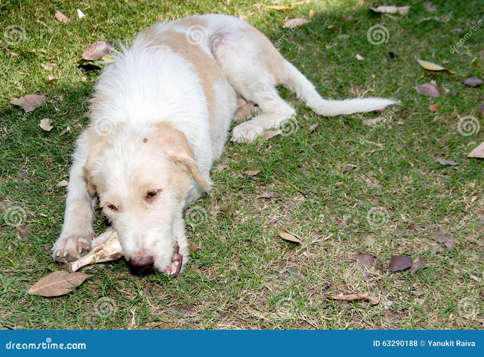 Stray dog eating pork bone stock photo. Image of alone - 63290188