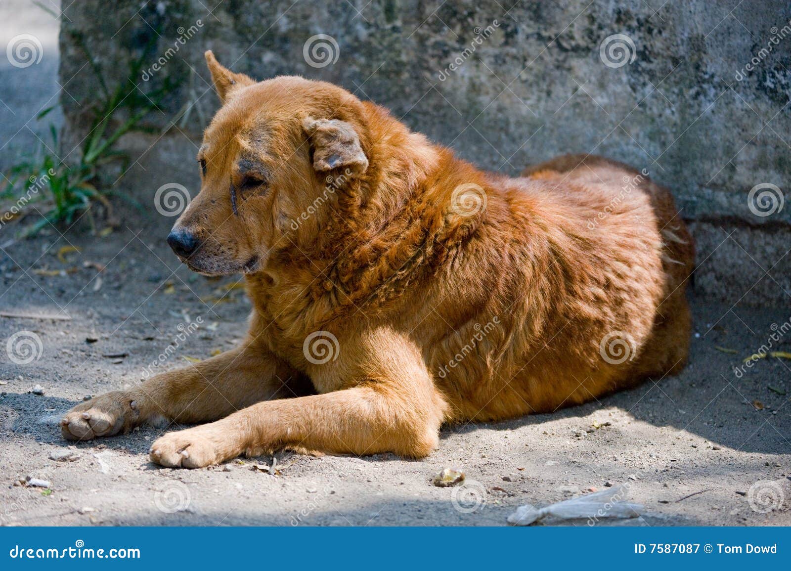 Stray dog in Guatemala stock image. Image of sandy, south 7587087
