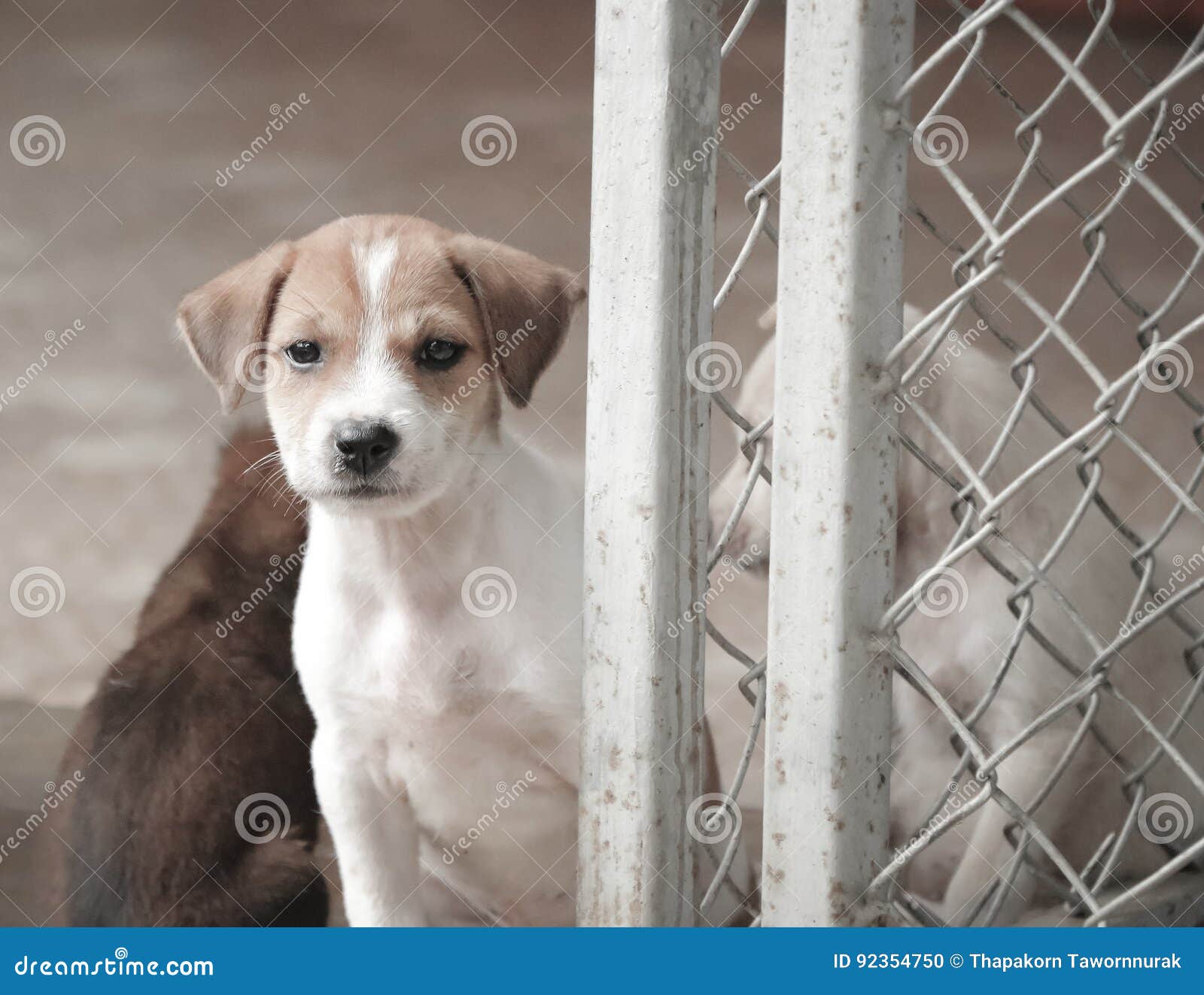 Stray dog hungry food stock photo. Image of loneliness 92354750