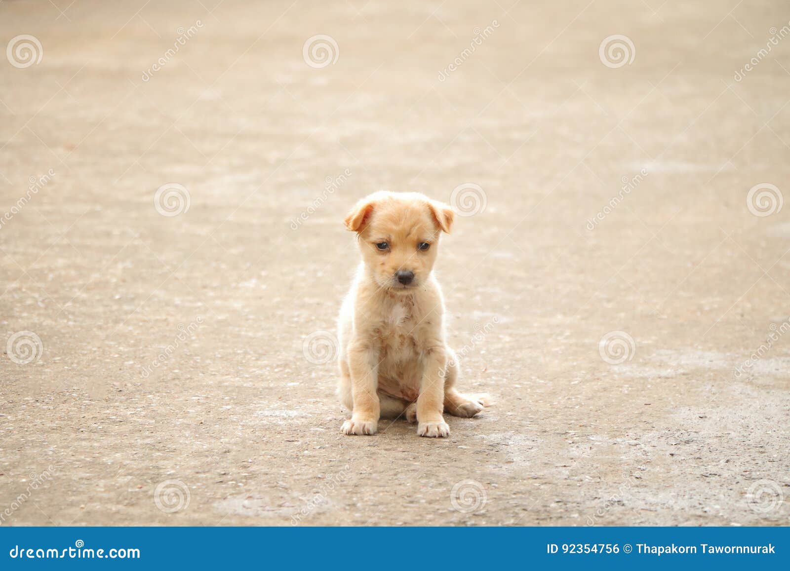 Stray dog hungry food stock photo. Image of doggy, depressed 92354756