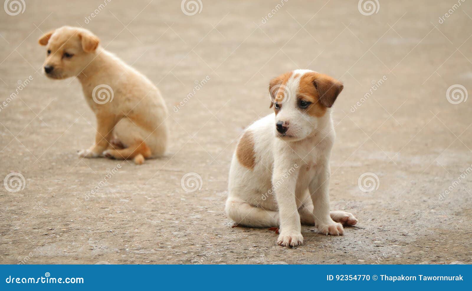 Stray dog hungry food stock photo. Image of loneliness 92354770