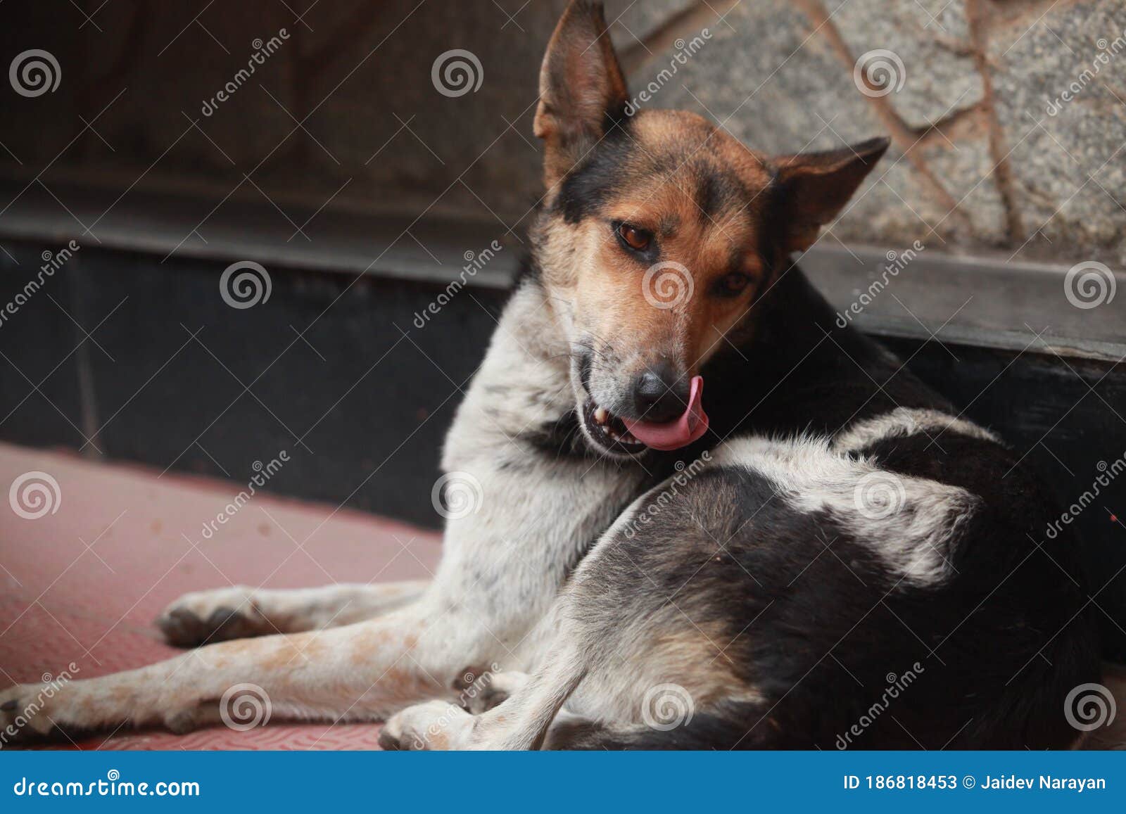 A Stray Dog Licking Its Skin Stock Image Image of india, alcohol