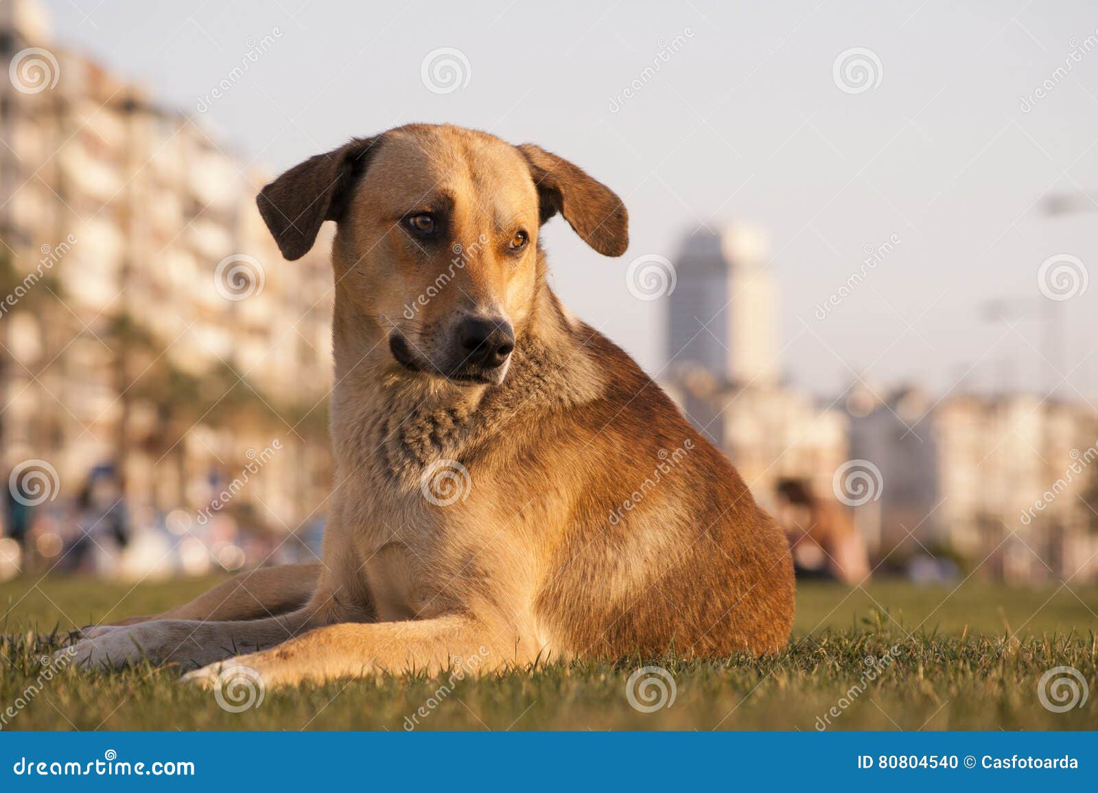 Stray Dog Lying on the Grass Stock Photo Image of grass, nature 80804540
