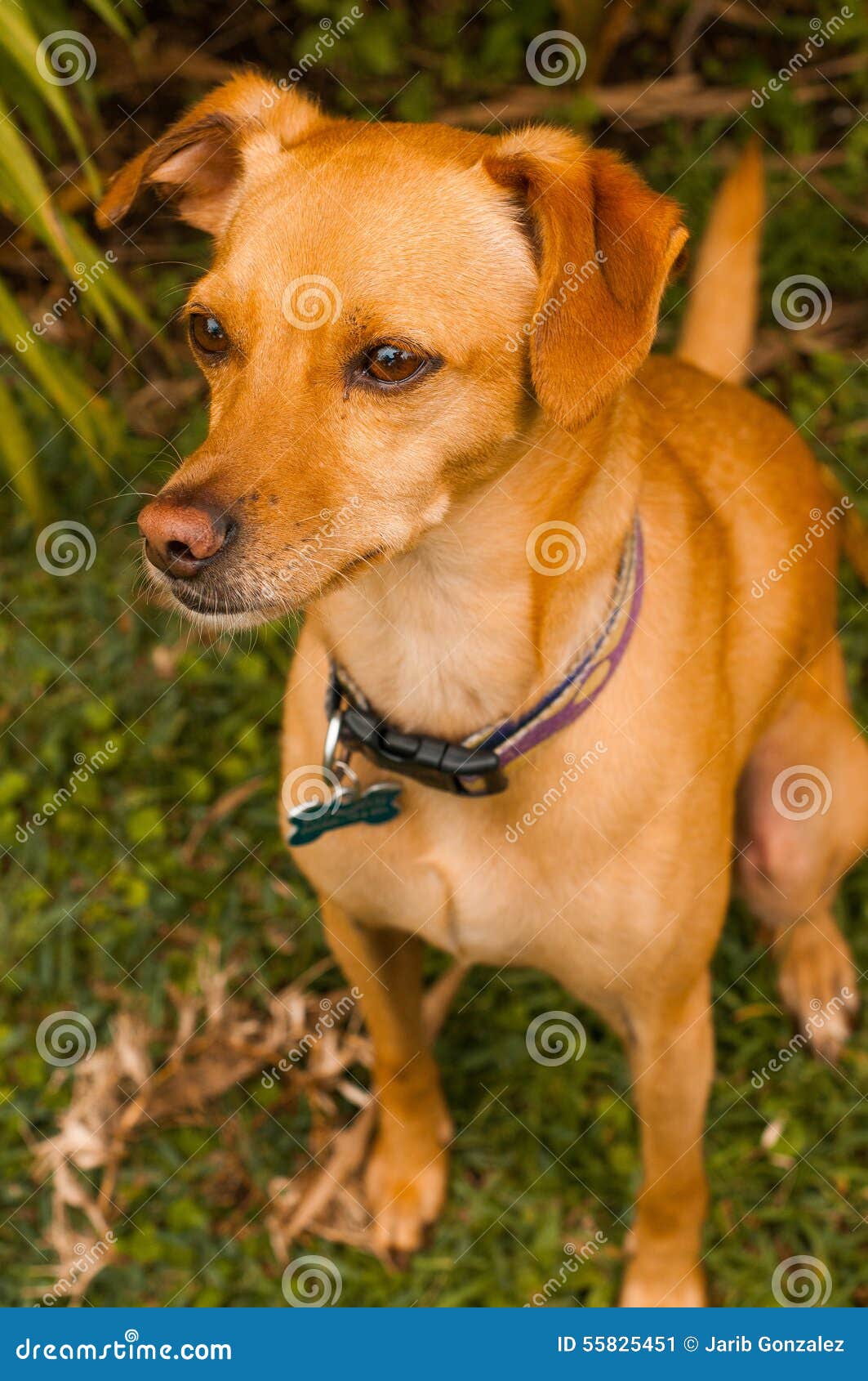 Stray Dog stock image. Image of beagle, small, country 55825451