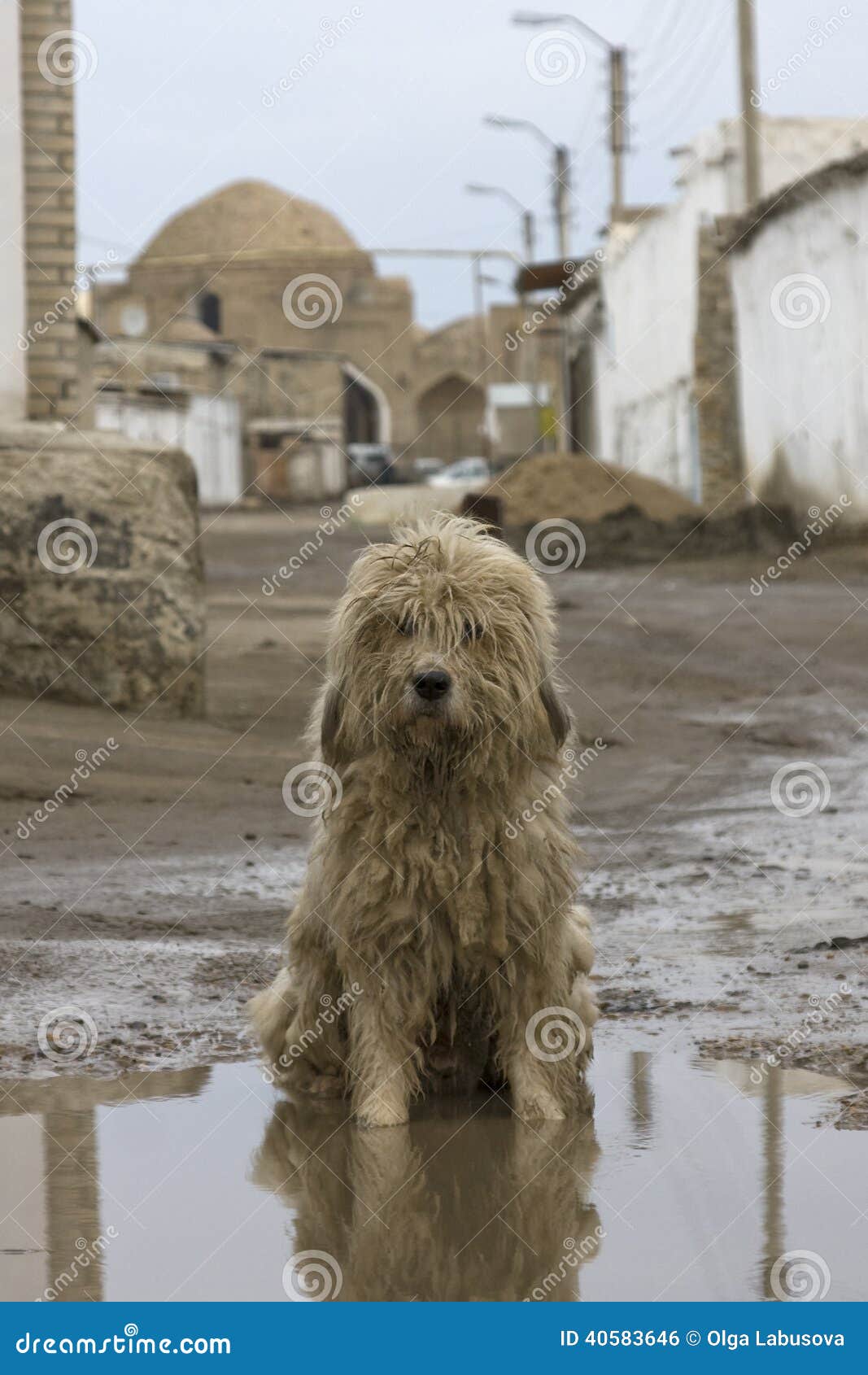 A Stray Dog Sitting in a Muddy Puddle Stock Photo Image of domestic