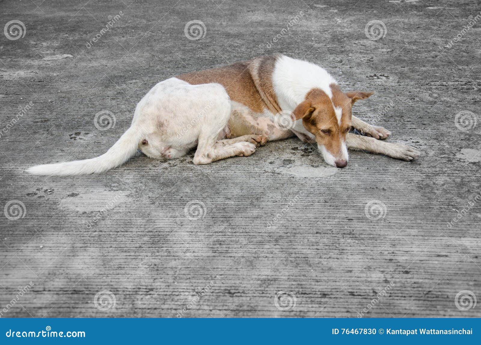 Stray Dog Sleeping on Ground Stock Photo Image of concept, sleeping