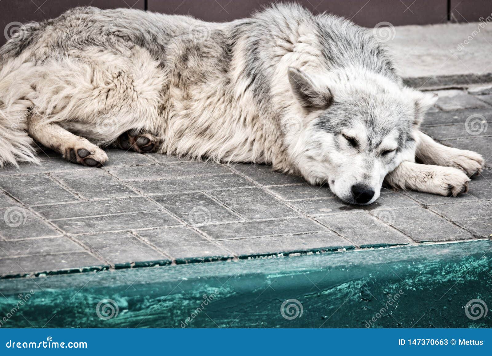 Stray Dog Sleeping Outside on Pavement Stock Image Image of lonely