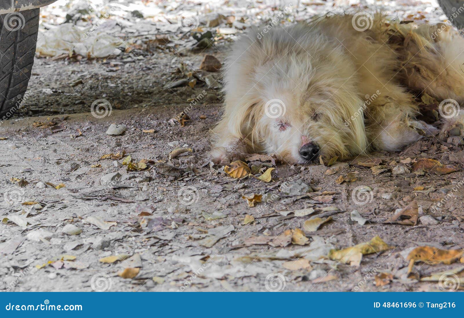 Stray Dog Sleeping Under a Parked Car Stock Photo Image of white