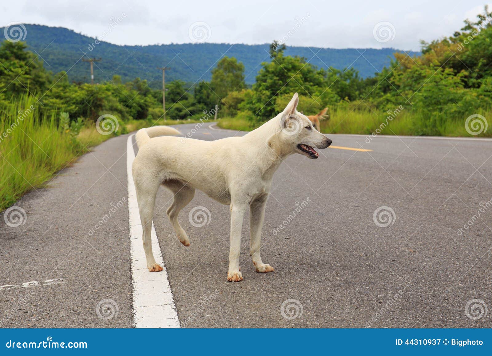 A Stray Dog Standing in the Middle of a Highway Stock Image Image of
