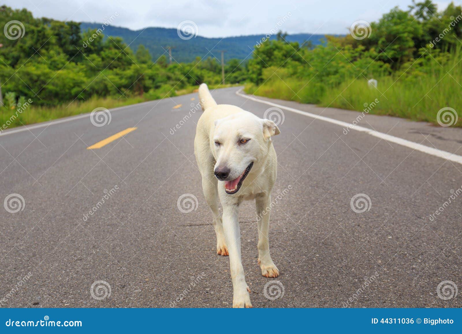 A Stray Dog Standing in the Middle of a Highway Stock Photo Image of
