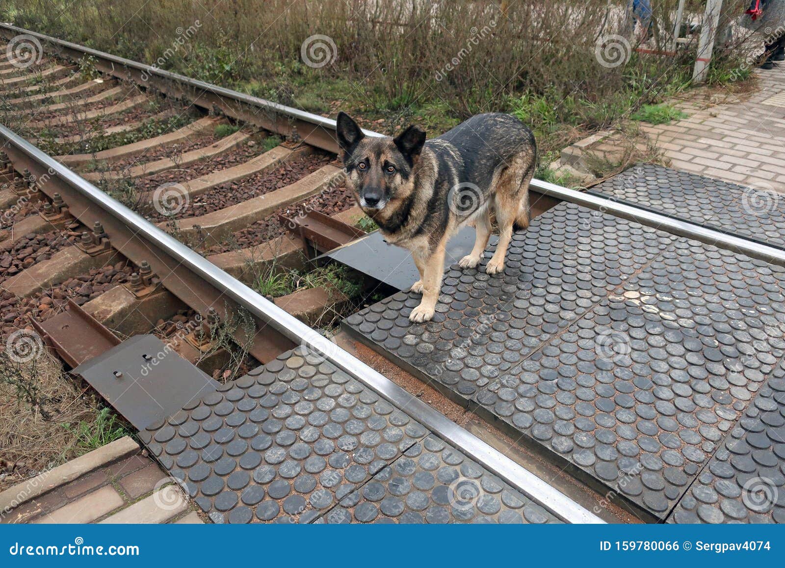Dog on railroad tracks. stock image. Image of outdoors 