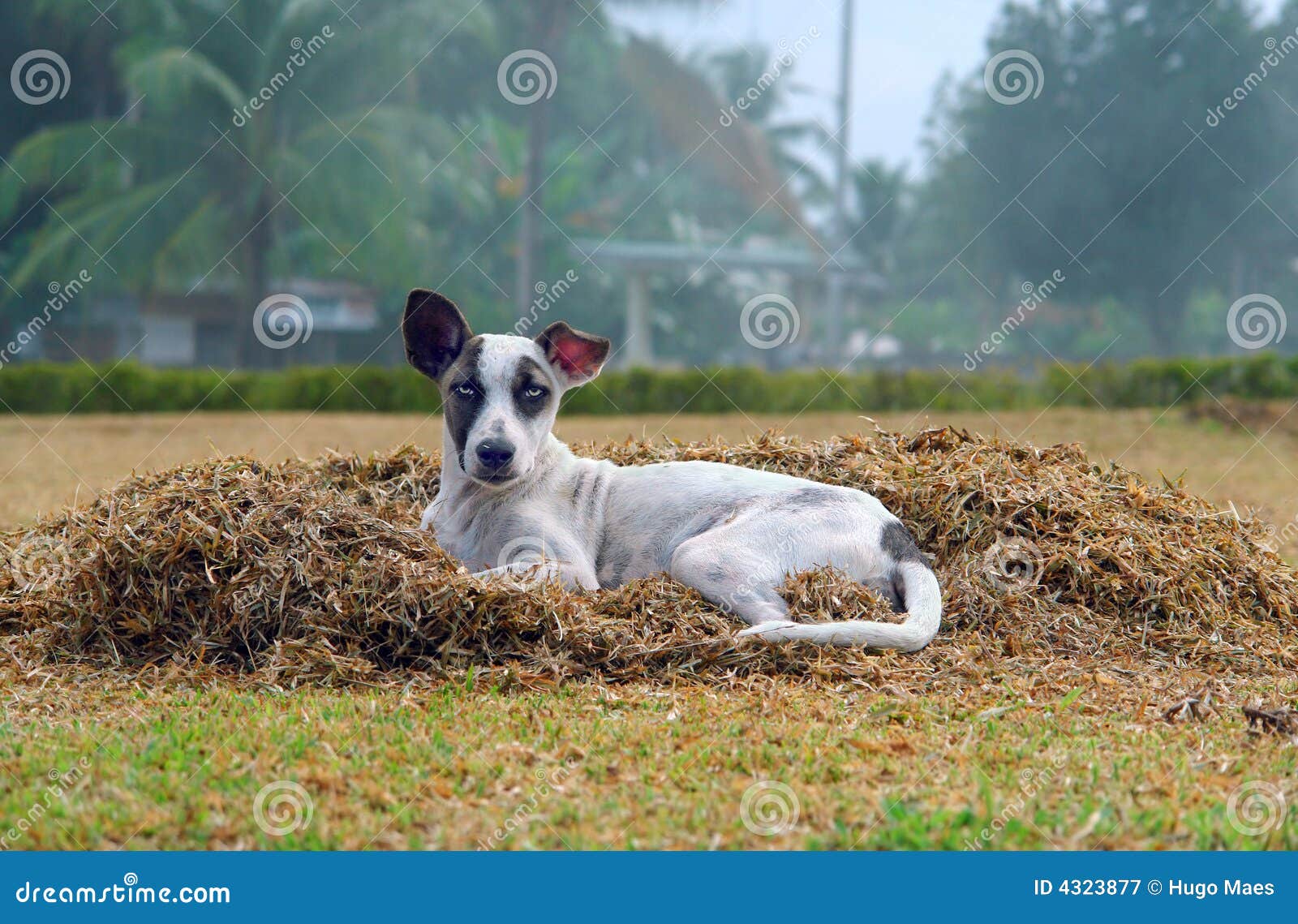 Stray Dog in Tropical Village Stock Image Image of skinny, filipino 4323877