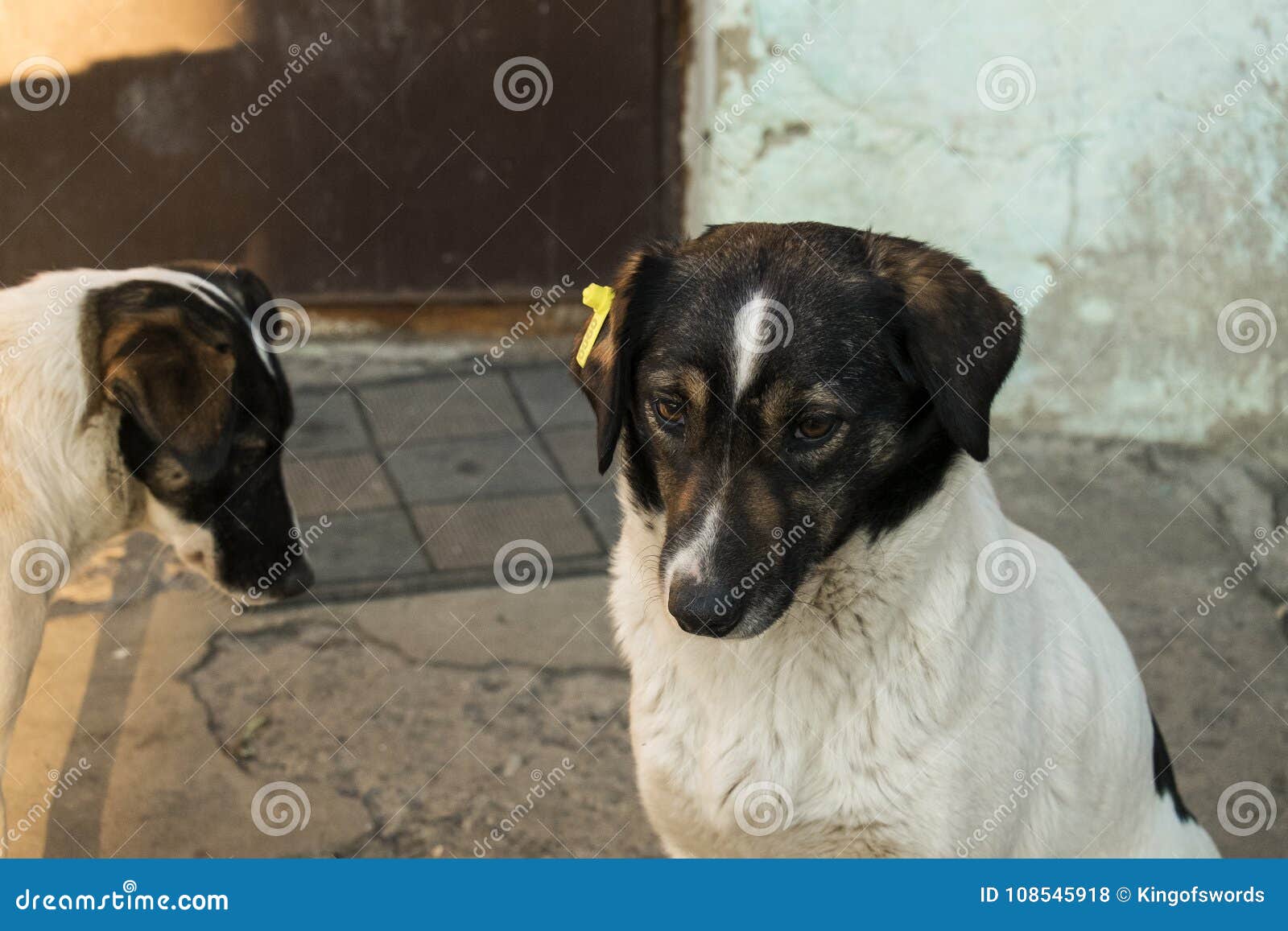 Stray Dog with a Chip in the Ear Stock Photo Image of sitting, suited 108545918