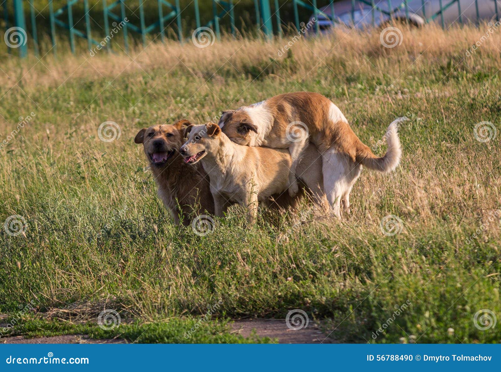 stray dogs mating in the town lawn