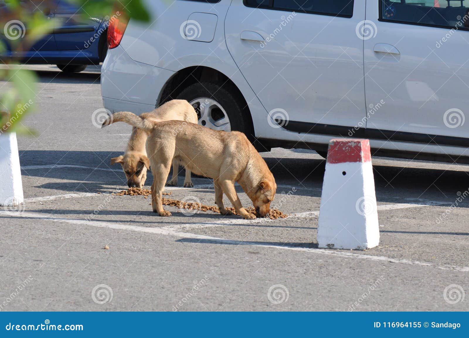 Stray dogs pack eating stock image. Image of happy, hiding 116964155