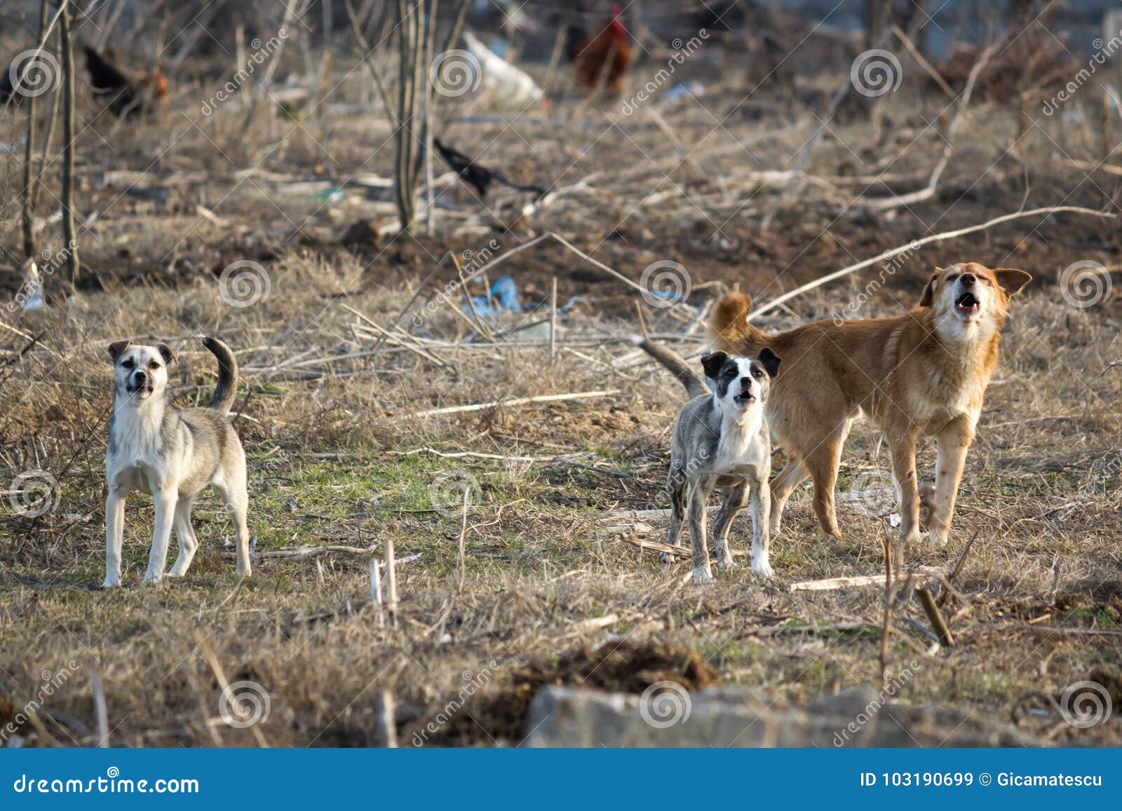 stray dogs ready to attack