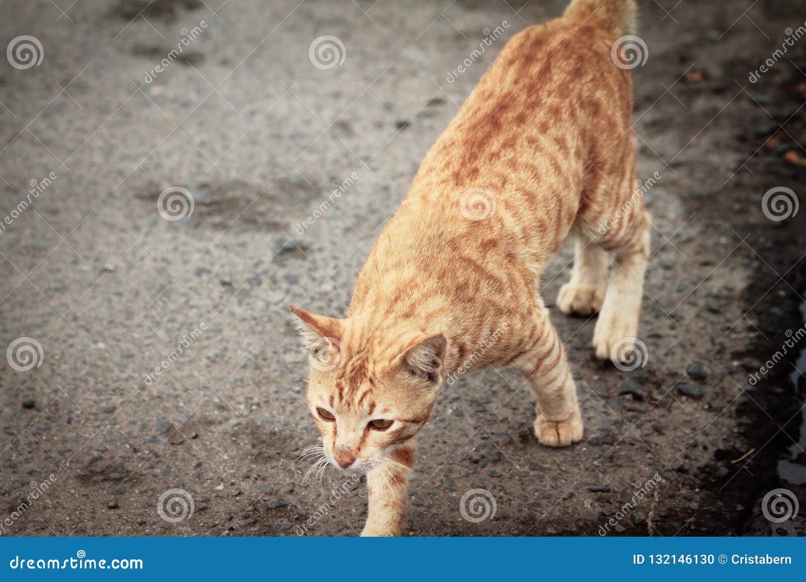 Stray ginger cat stock photo. Image of stray, homeless 132146130