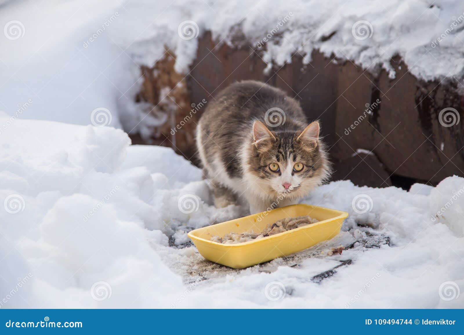Homeless Cat In Winter Outdoors Eat Food Stock Photo Image of baby