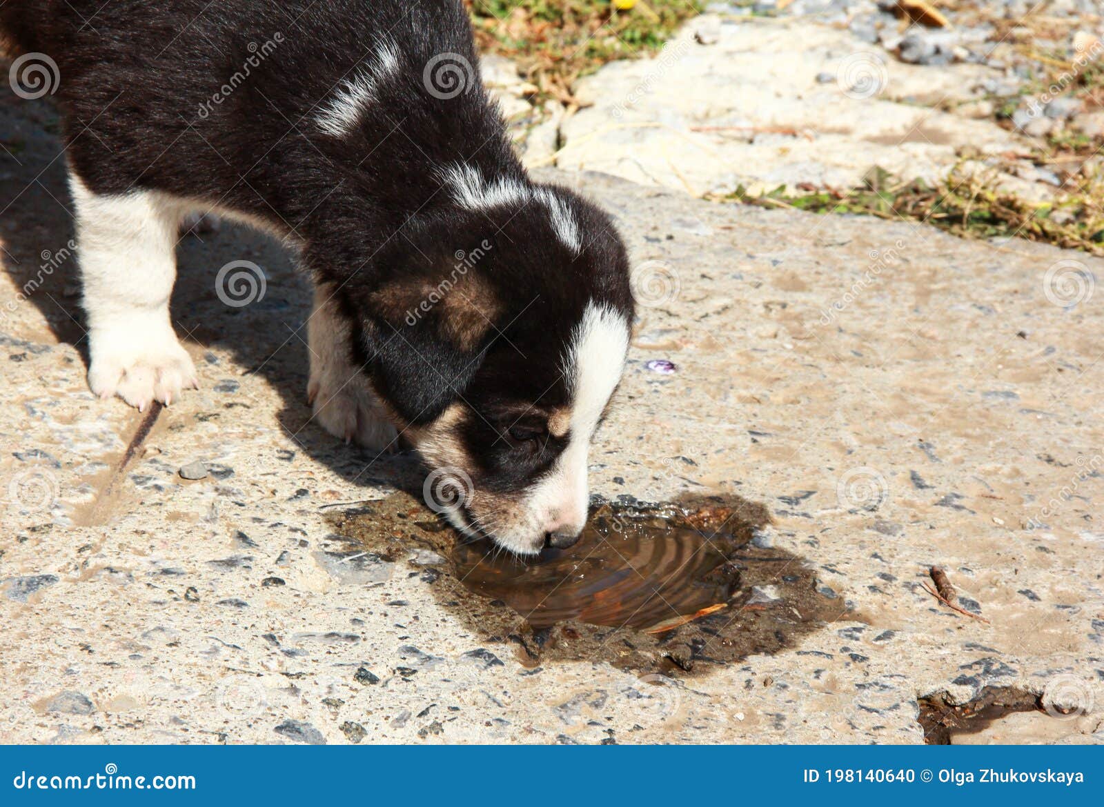 A Stray Puppy Drinks Water from a Puddle Stock Photo Image of charity
