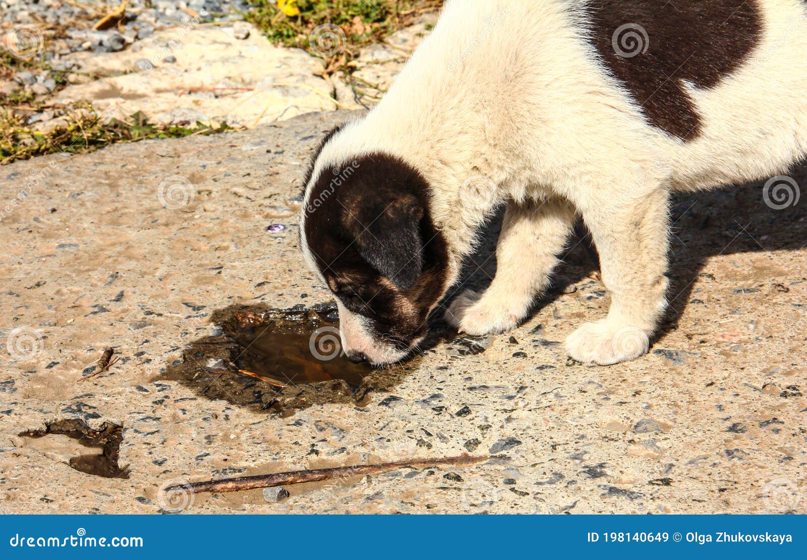 A Stray Puppy Drinks Water from a Puddle Stock Image Image of cute